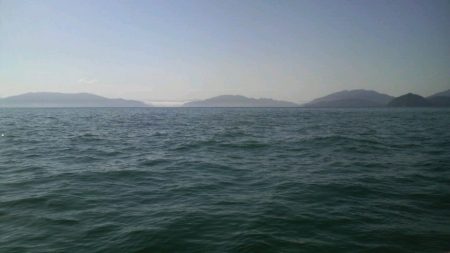 サゴシ回遊の為アオリ避難中?