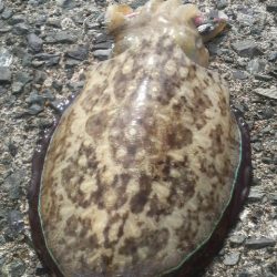 アオリイカ避難解除！