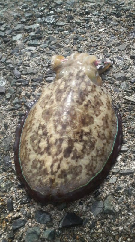 アオリイカ避難解除！