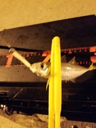 ボチボチな釣果