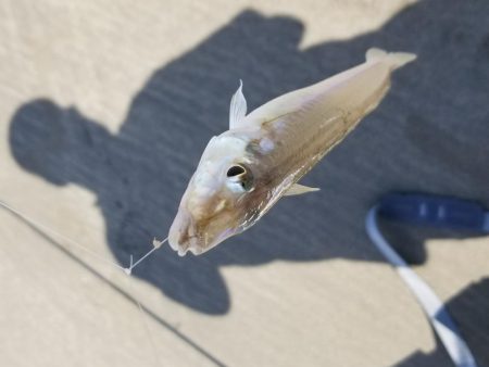 やっと釣れました！