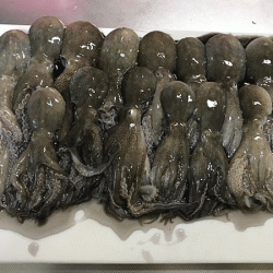 姫路イイダコ(2018-1)