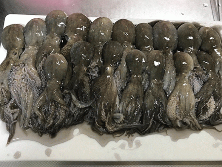 姫路イイダコ(2018-1)