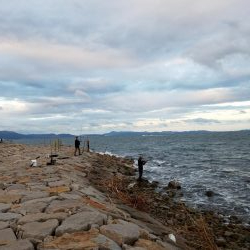 しっぶしぶな釣果