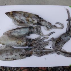 今シーズン初ヤエン