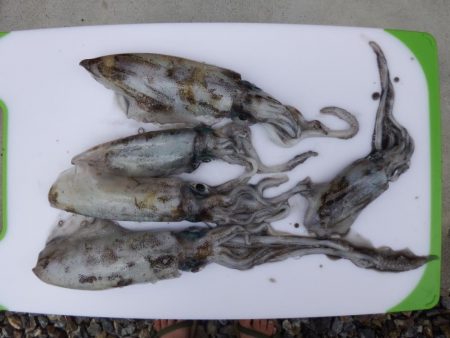 今シーズン初ヤエン