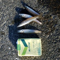 石津浜　アオリイカ　キス　湾内は太刀魚