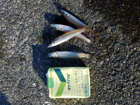 石津浜　アオリイカ　キス　湾内は太刀魚