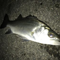 セイゴのちチビレ