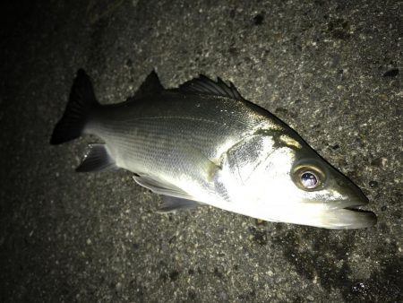 セイゴのちチビレ