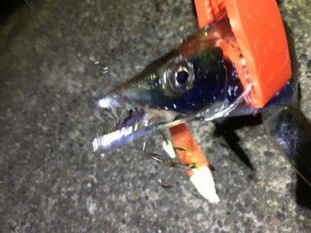 やっと湾の奥に入ってきた！