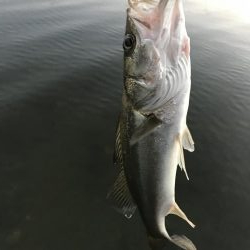 久々のマゴチ‼️