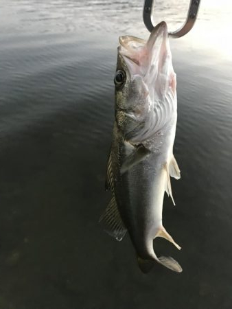 久々のマゴチ‼️