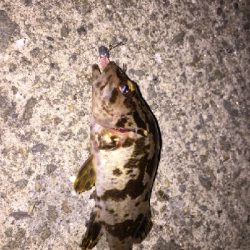 ジギングからのアジング