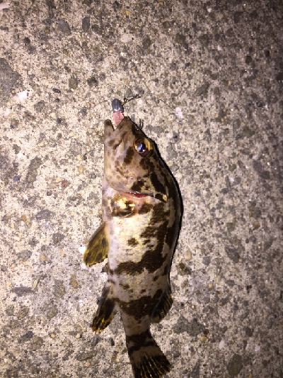 ジギングからのアジング