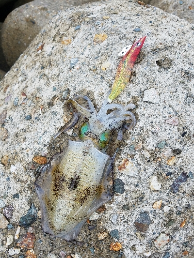 数おおすぎーーーー！