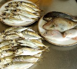 夕まずめアジ入れ食い