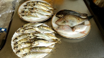 夕まずめアジ入れ食い