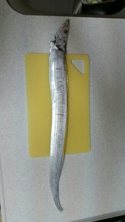 神戸沖堤調査No1