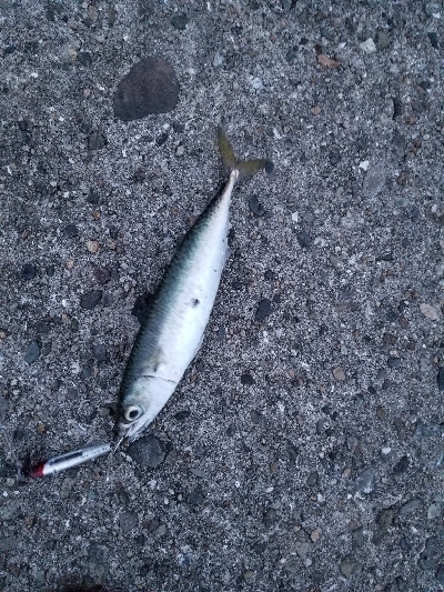 メタルジャッカー