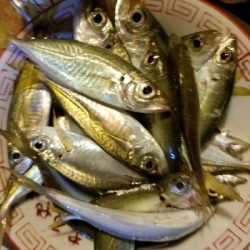 小アジ釣り　～アジ、成長してる♪～