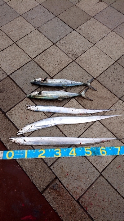 やっと秋が来た！