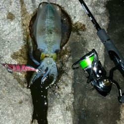 サイズアップ❕ アオリイカ