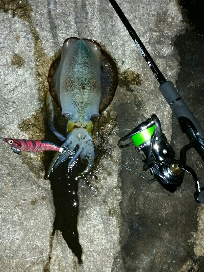 サイズアップ❕ アオリイカ