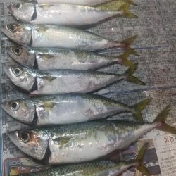 メジロ、サゴシ　ゲット♪