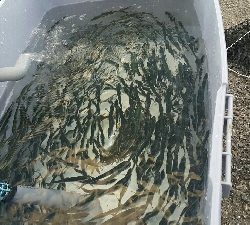 やっぱ秋は良いですね