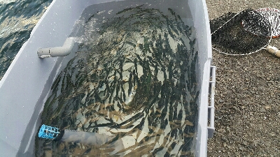 やっぱ秋は良いですね