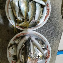 キス釣り ~ちょい投げ仕掛けにアジ~