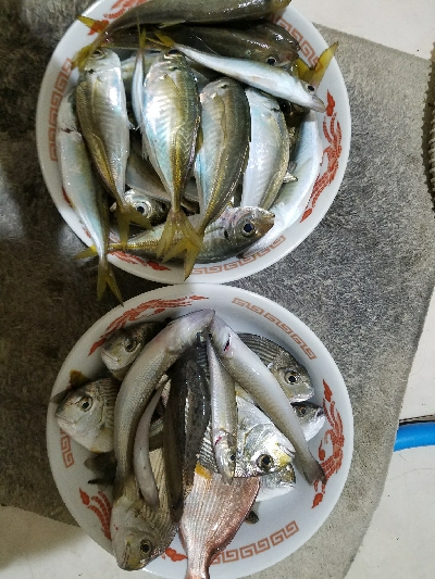 キス釣り ~ちょい投げ仕掛けにアジ~