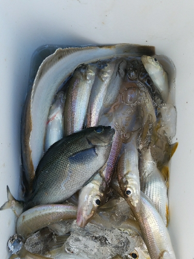 キス釣り　～カレイがヒット！～