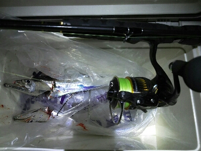 太刀魚2匹だけでした