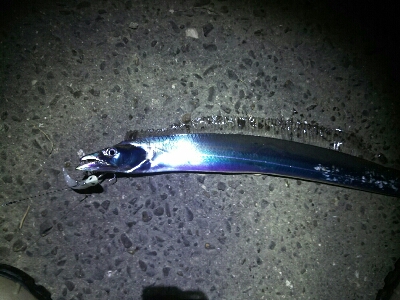 短期勝負はワインドで