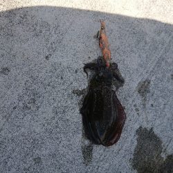 淡路島縦断釣行！！