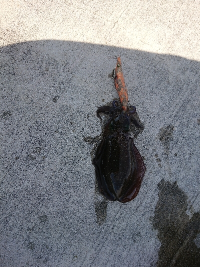 淡路島縦断釣行！！