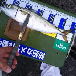 久しぶりのアジの引きを堪能！