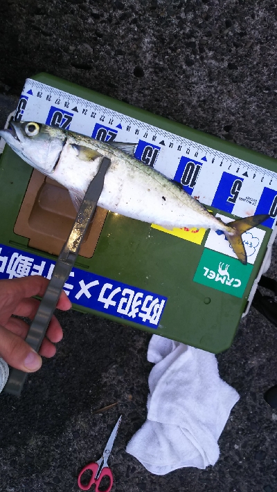 久しぶりのアジの引きを堪能！