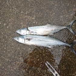 強雨、爆風、爆釣？