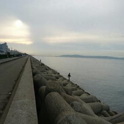 初サゴシだって