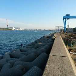 今日もサゴシだって