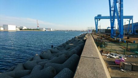 今日もサゴシだって