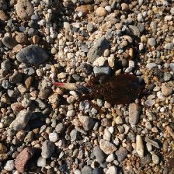 淡路島縦断釣行！！！