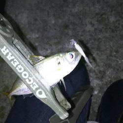 極小豆アジング