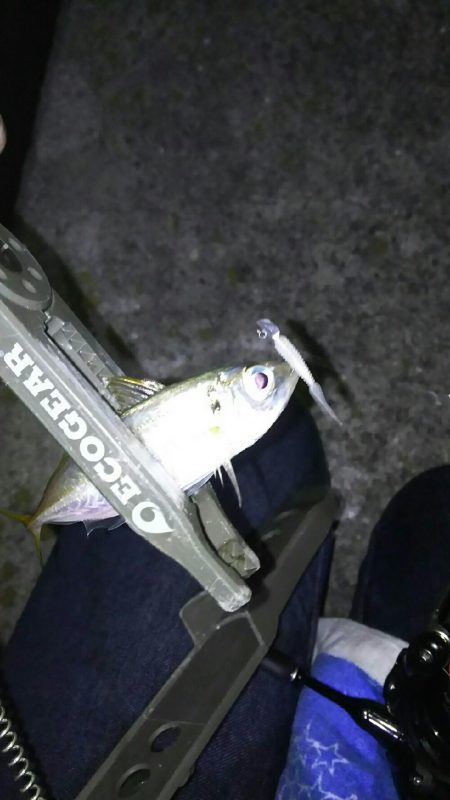 極小豆アジング