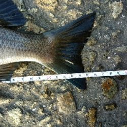 やっぱりヘチヌー。