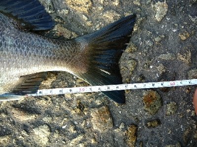 やっぱりヘチヌー。