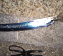 少しずつサイズアップ！